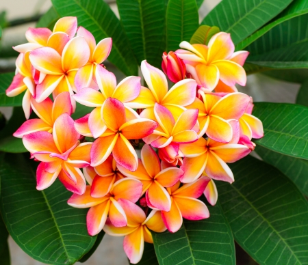 heart picture Plumeria flowersの写真素材