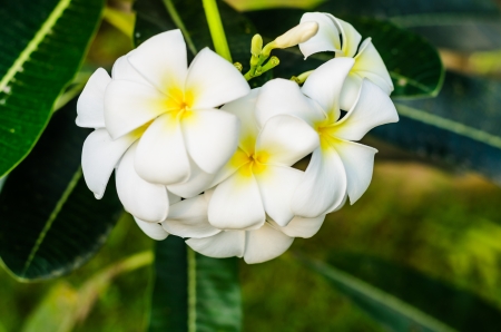 white plumeria flowerの写真素材