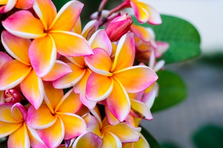 plumeria flowerの写真素材
