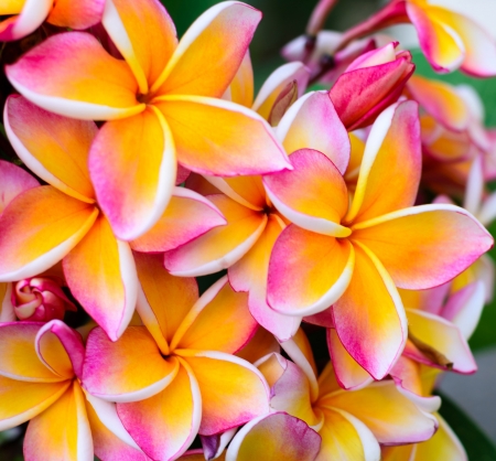  close up plumeria flowersの写真素材