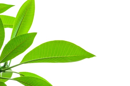 green leaf on white background  の写真素材