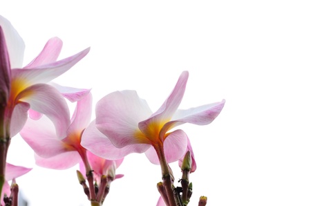 Pink plumeria flowers on white backgroundの写真素材