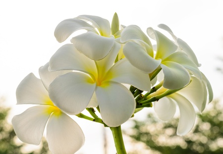 white plumeria flowerの写真素材