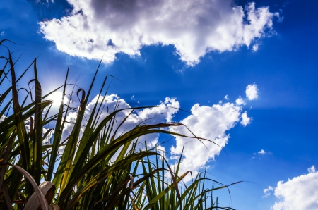 Sugar cane plant with sunlight and blue skyの写真素材