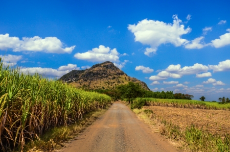 Road for the Sugar Cane Fieldの写真素材