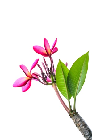 Plumeria flowers isolated on white の写真素材
