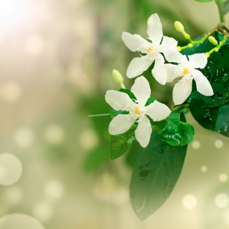  Close-up beautiful white flowers の写真素材