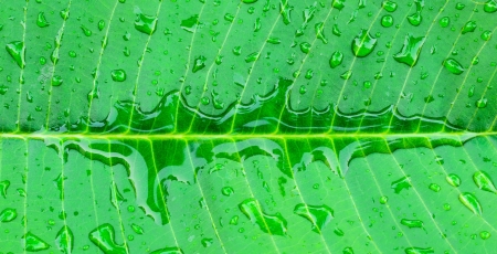 Water drops on fresh green leaf, の写真素材