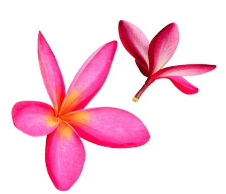the pair of red Plumeria flowers on white backgroundの写真素材