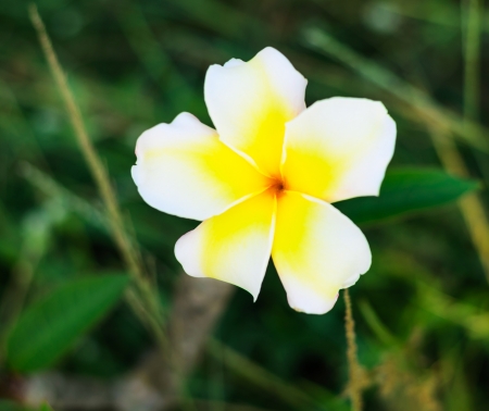 closeup white plumeriaの写真素材