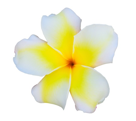 Single frangipani or plumeria flower, isolated on white  の写真素材