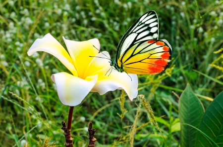 plumeria with butterflyの写真素材