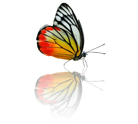 Isolated Butterfly の写真素材