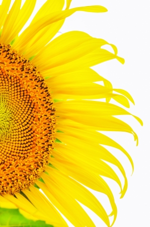 Sunflower part close up isolated on white の写真素材