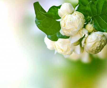 Beautiful White Jasmine Flowers の写真素材