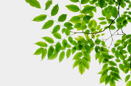  Green leaves on white background の写真素材