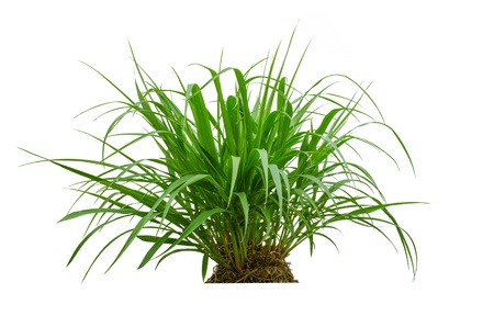 Fresh spring green grass isolated on white background  の写真素材