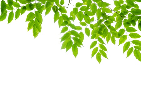 panoramic Green leaves on white background の写真素材