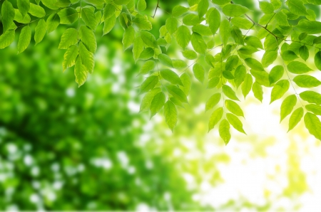 Sun beams and green leaves の写真素材