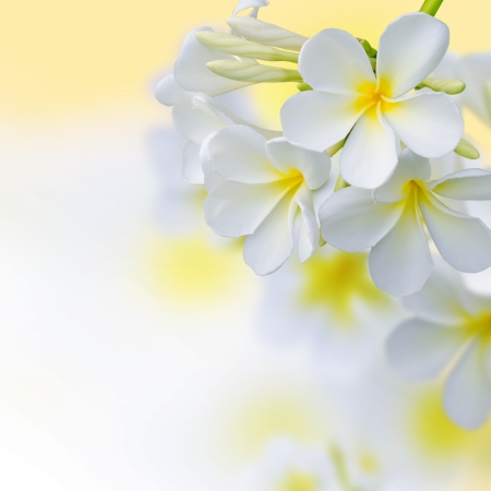 Frangipani Tropical Spa Flower  Plumeria Border Design の写真素材