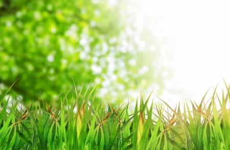 natural green background with selective focus の写真素材