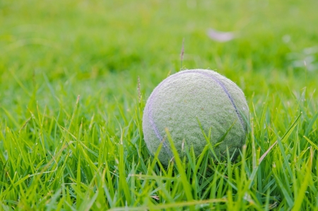 a tennis ball on the grassの写真素材