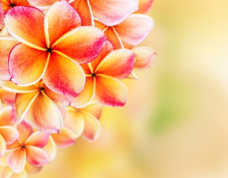  Plumeria flowers border Design の写真素材