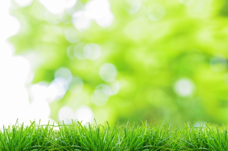  natural green background with selective focus の写真素材