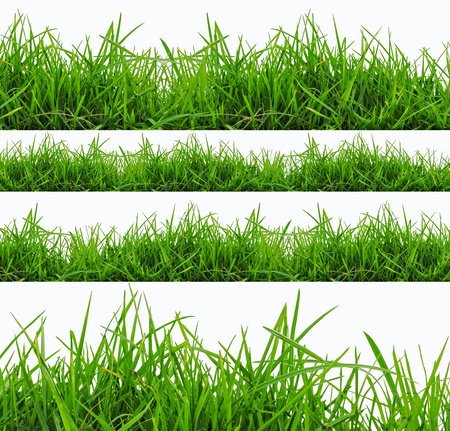 Fresh spring green grass panorama isolated on white background  の写真素材