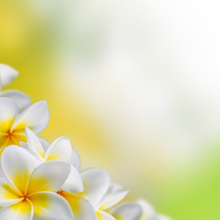 Frangipani Plumeria flowers border Design の写真素材