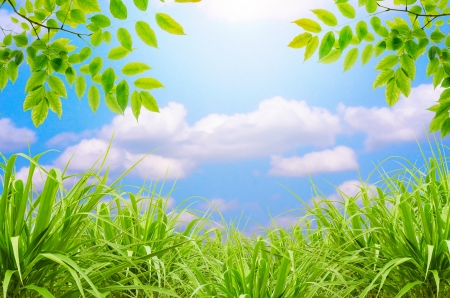 green grass and blue sky and green leafの写真素材
