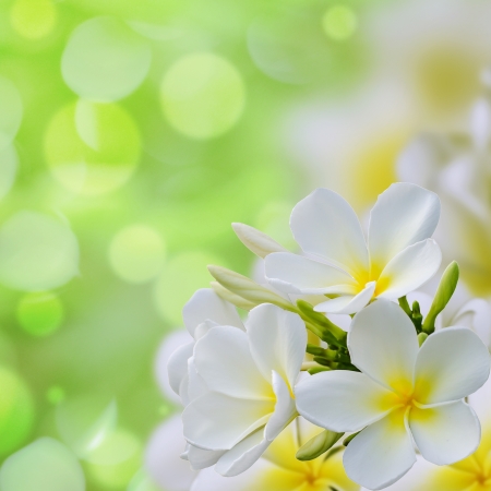 white Plumeria flowers border Design の写真素材