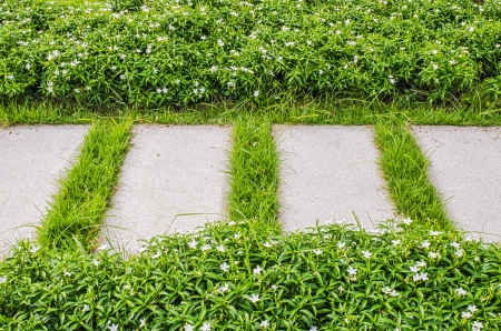 footpath and green grassの写真素材
