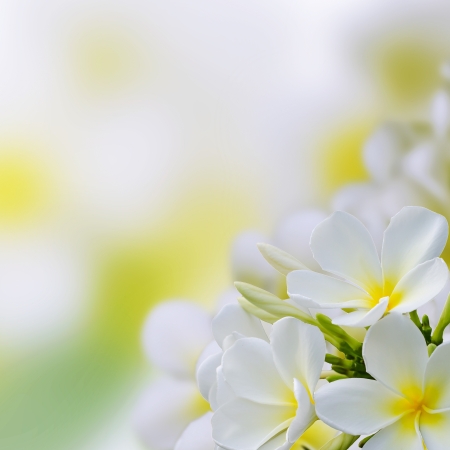 white Plumeria flowers border Design の写真素材