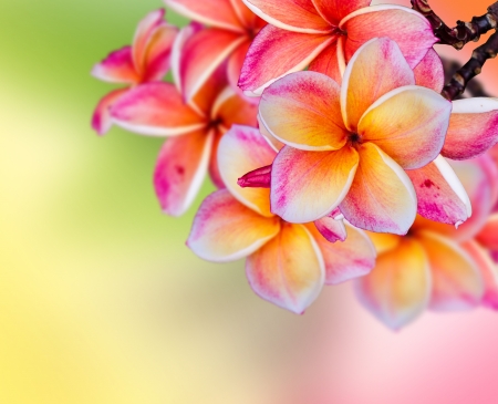 Frangipani Plumeria flowers border Design の写真素材