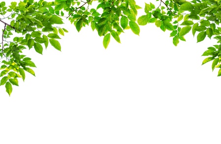 green leave on white background の写真素材