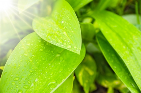 Fresh green grassの写真素材