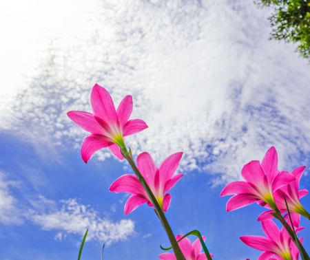 pink zephyranthes flower and blue skyの写真素材