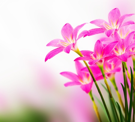 pink zephyranthes flowerの写真素材