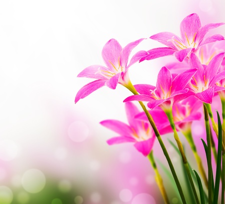 pink zephyranthes flower , bokehの写真素材