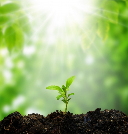 small tree new lifeの写真素材