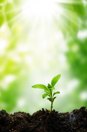 new life small tree and  sunshineの写真素材