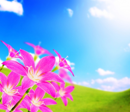 pink zephyranthes flower and blue sky and sunshineの写真素材