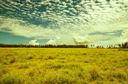  Rural landscape  Wide field with mixture of floweringの写真素材