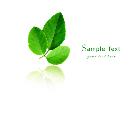 Three green leaf on white background  の写真素材