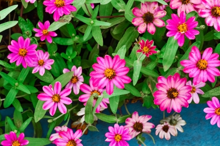 Mexican sunflower weed in the garden  の写真素材
