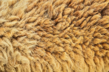  raw sheep wool backgroundの写真素材