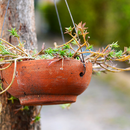 flower pot on tree