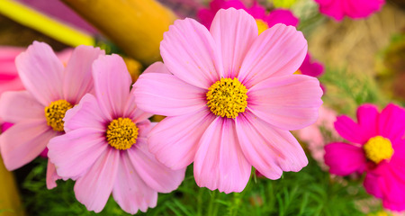 pink Cosmos flowers