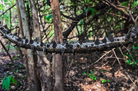 Vine, Creeper, Tropical Rainforestの写真素材